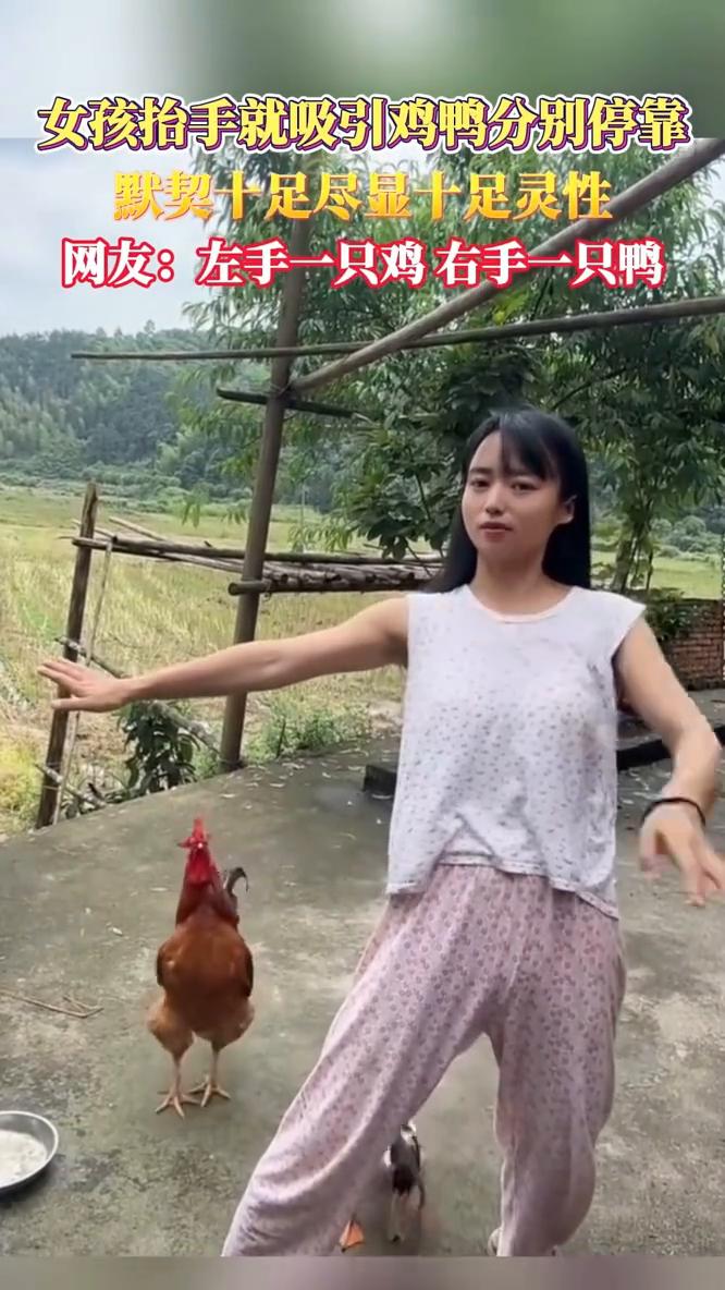 女孩抬手就吸引鸡鸭分别停靠，默契十足尽显十足灵性。
网友：左手一只鸡，右手一只鸭