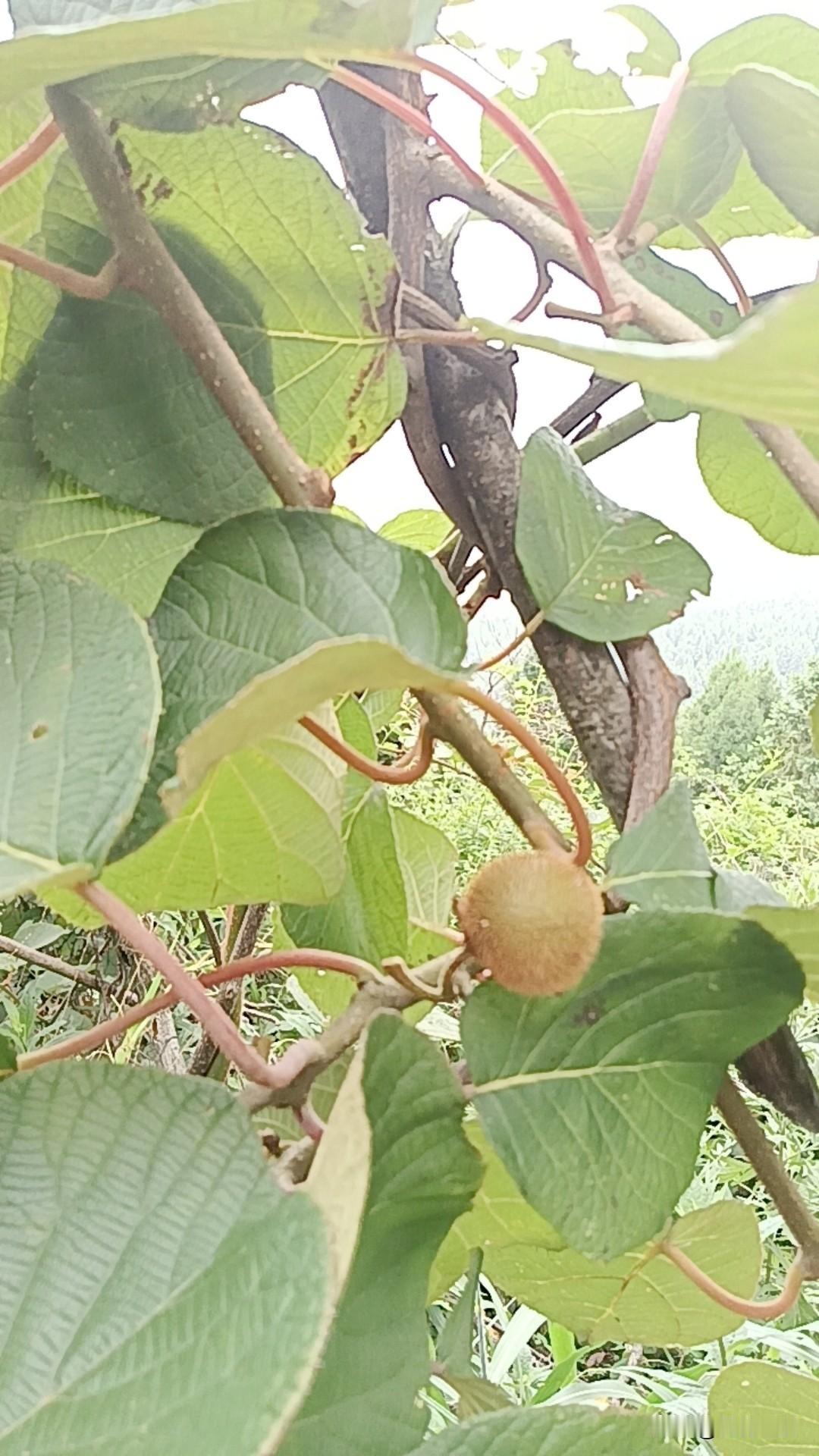 分享一张你无意间拍的照片这个用你们那里的家乡话怎么说？