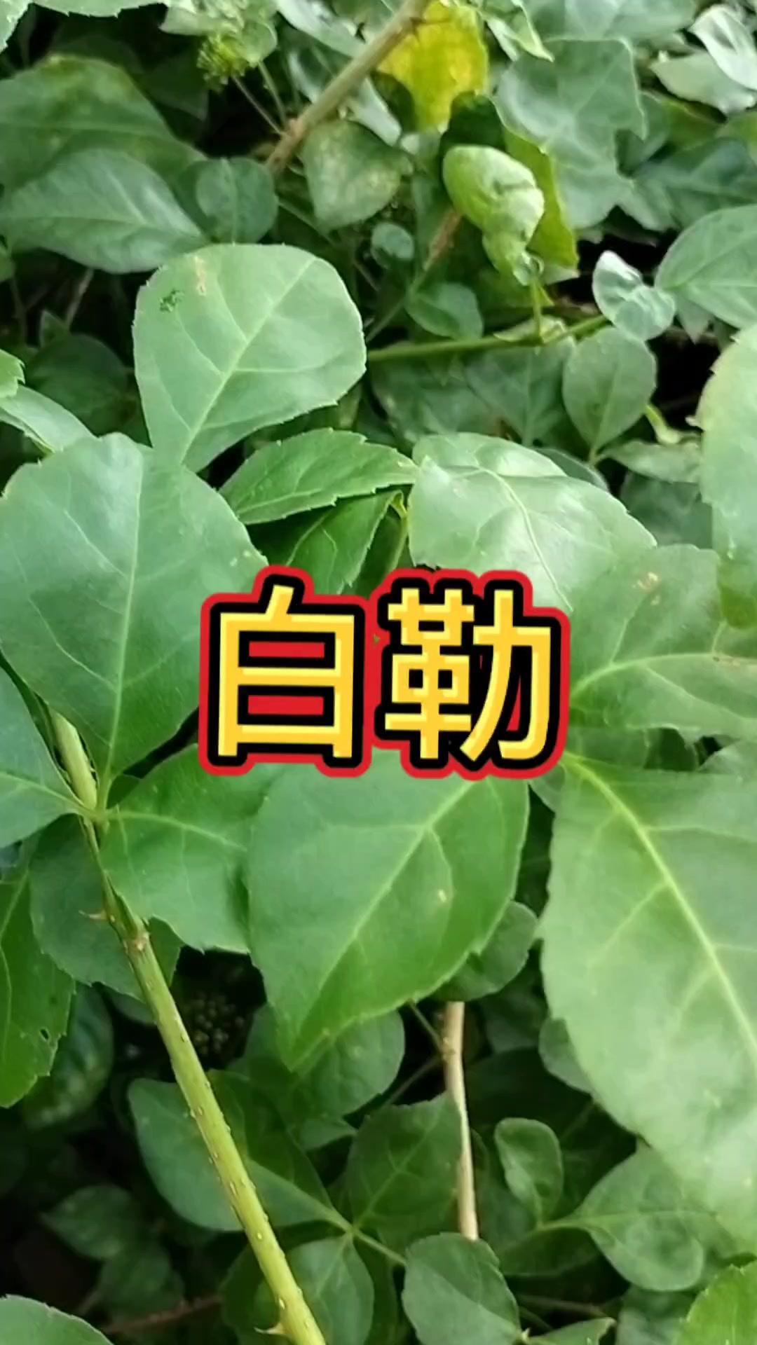 它学名白簕，属于木质藤本五加皮科植物，嫩茎叶能当野菜，口感鲜嫩，是难得的天然食材