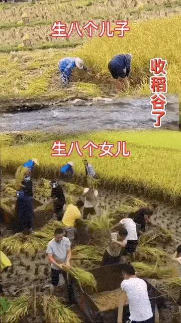 图一：生八个女人和八个儿子的区别能有多大？到干活的时候就很明显可以区别开来。
图