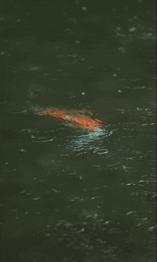 大年初二东风吹来，零雨其濛，此时，气温回升、冰雪融化、降水增多，故取名为雨水。甘