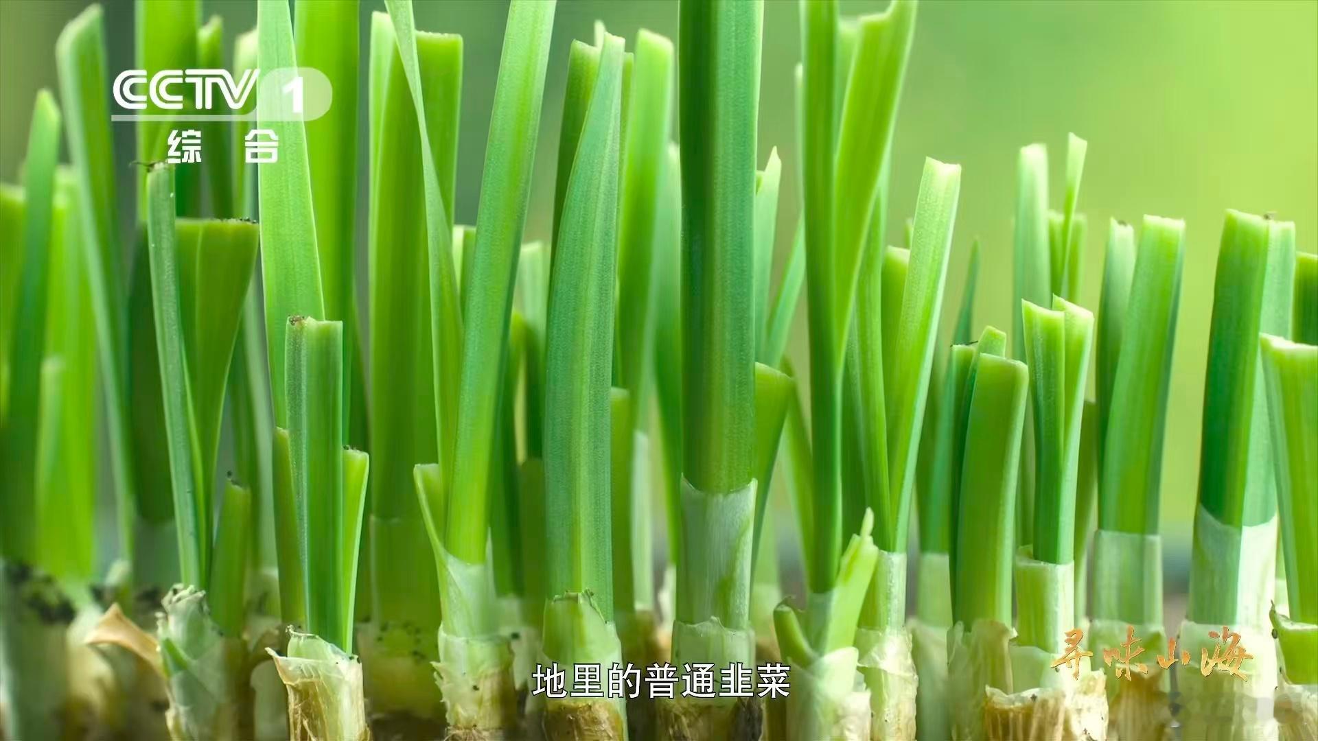 兰州种韭黄要盖被子兰州韭黄为什么自来卷越了解越佩服！兰州西固张家大坪村的韭黄，藏