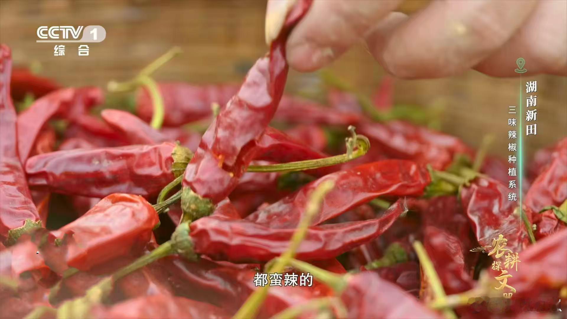 田螺和辣椒，看似不搭界，却在湖南人的田里成了黄金搭档。田螺清理水质，辣椒吸收营养