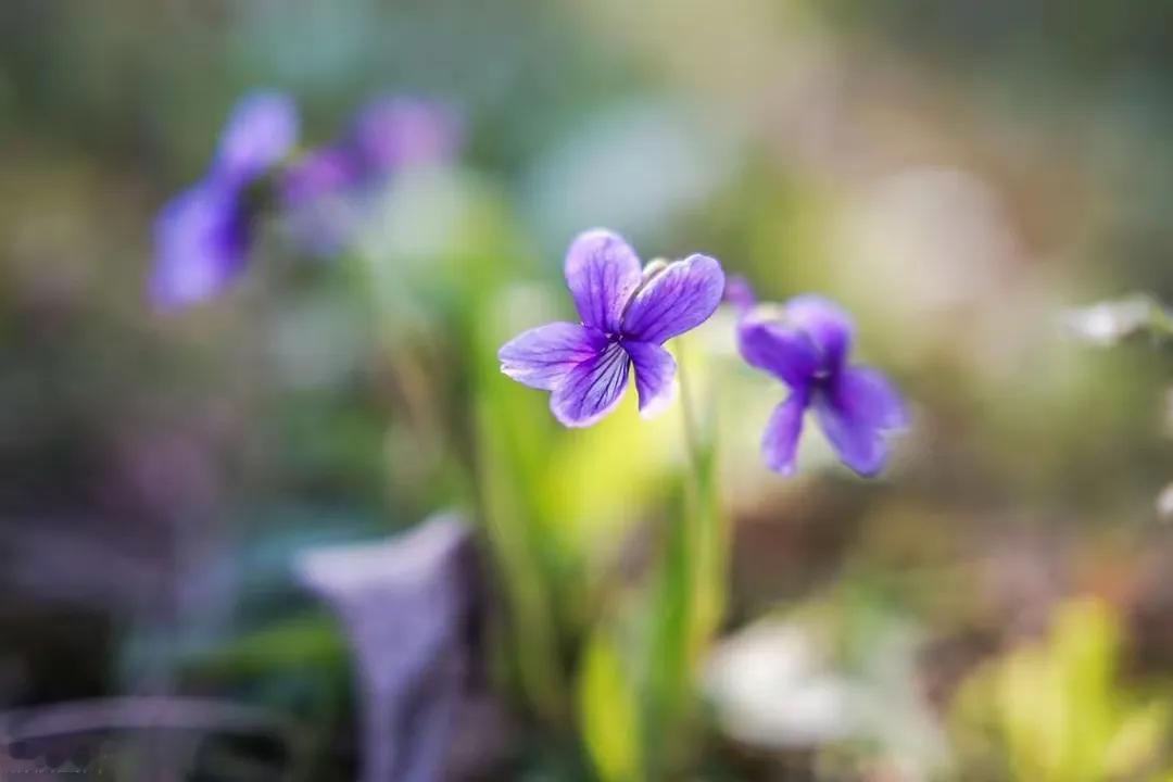 上联：枝是枝，叶是叶，枝叶繁茂；
下联：花非花，雾非雾，花雾朦胧。