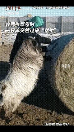 这羊成精了！内蒙古，一牧民在草场推草卷时，身后一只羊突然跑过来“咩咩”叫个不停，