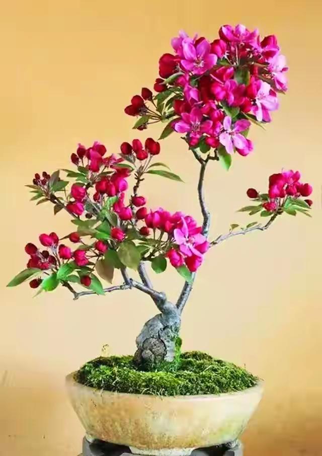这个活动今天是最后一天了，很高兴我已集齐8000张茶票，可以瓜分18888元的最