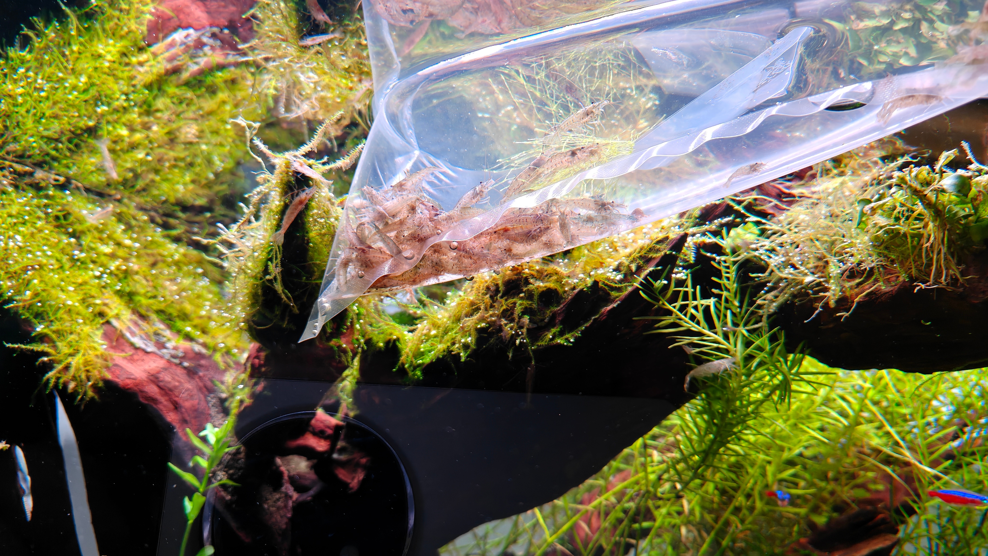 下几百只黑壳🦐太治愈了 ​​​