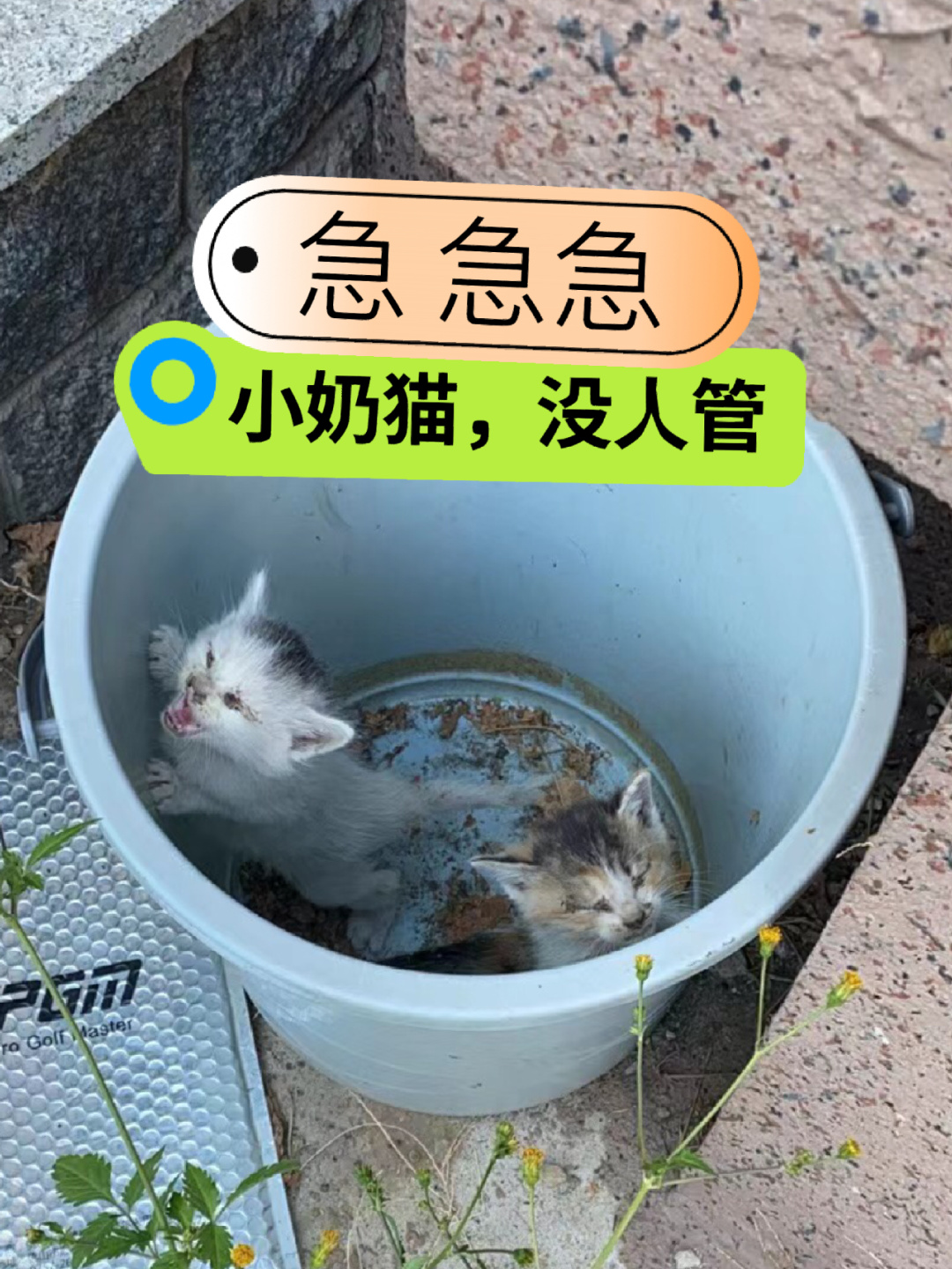 天津急求救，商户发现几个小猫，没人管，商户弄了个桶，把猫放在桶里，晚上太冷了，最...