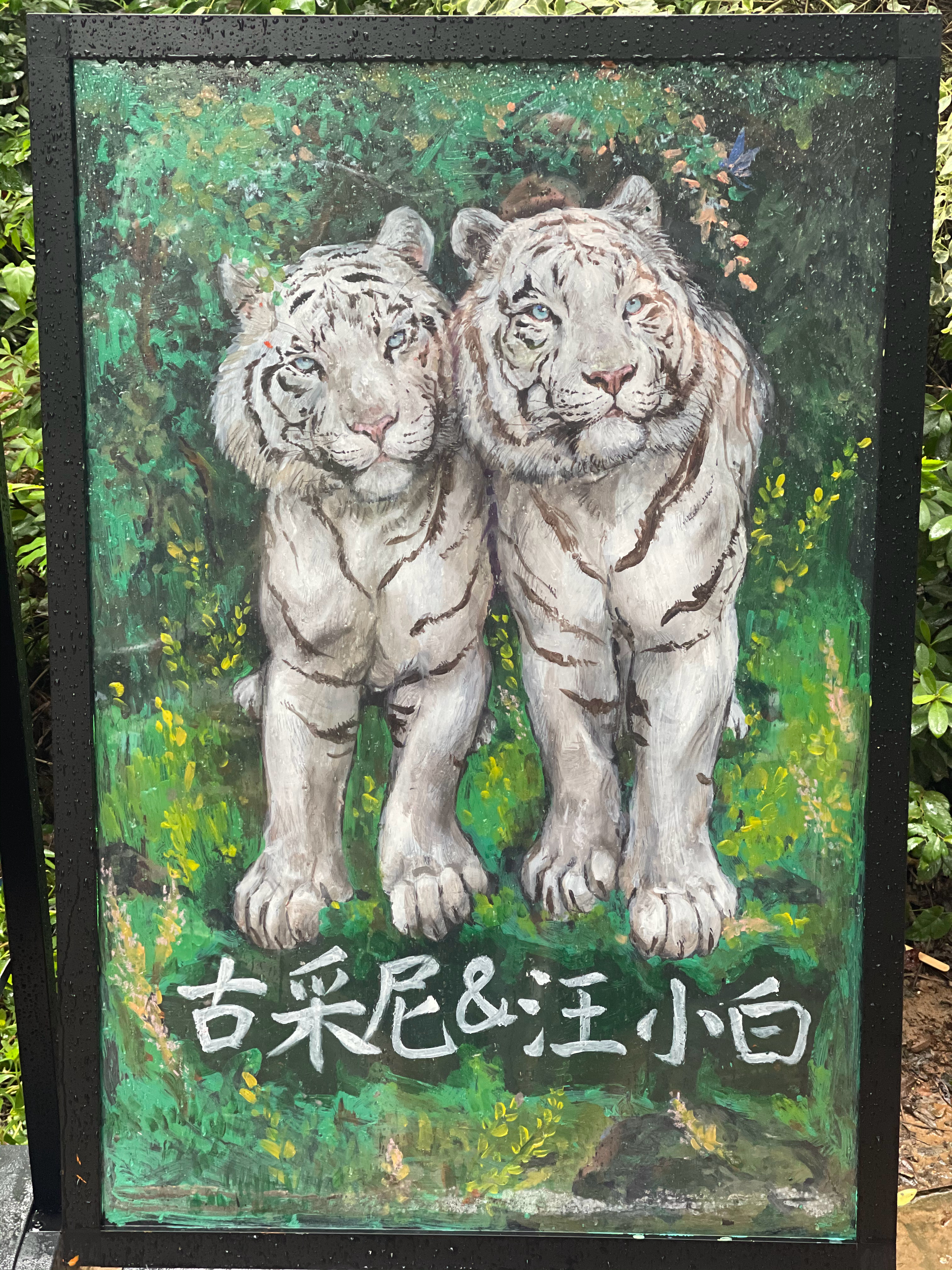 #南京市红山森林动物园##南京市红山森林动物园[超话]# 虎馆新展牌。[爱你]志
