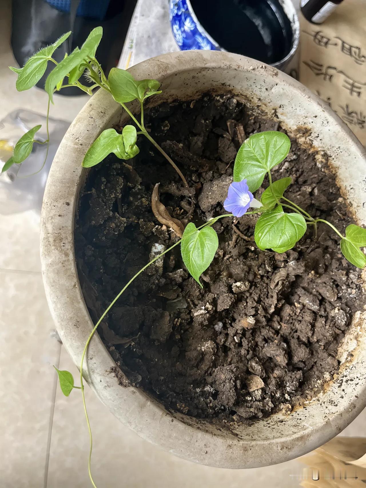  谜底揭开了，原来是牵牛花。
前一段时间孩子发现花盆自己长出来两棵爬藤植物，不知