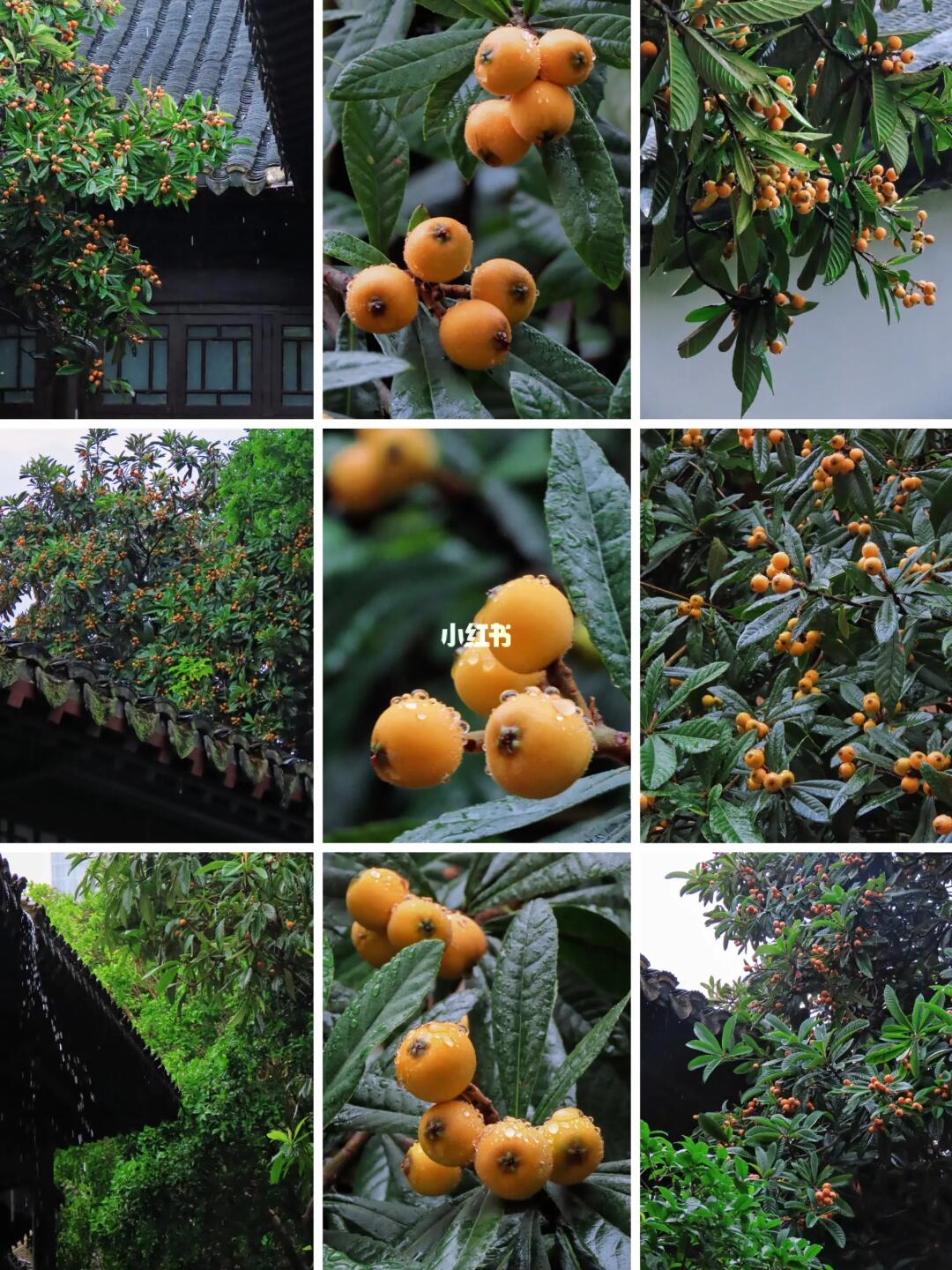 南京初夏｜细雨枇杷熟🌧