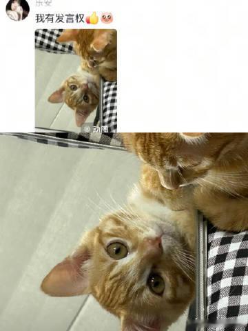 你以为小猫很凶的时候[哆啦A梦害怕]  