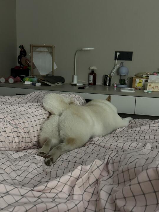 是谁小jio阙黑还趴床上👣