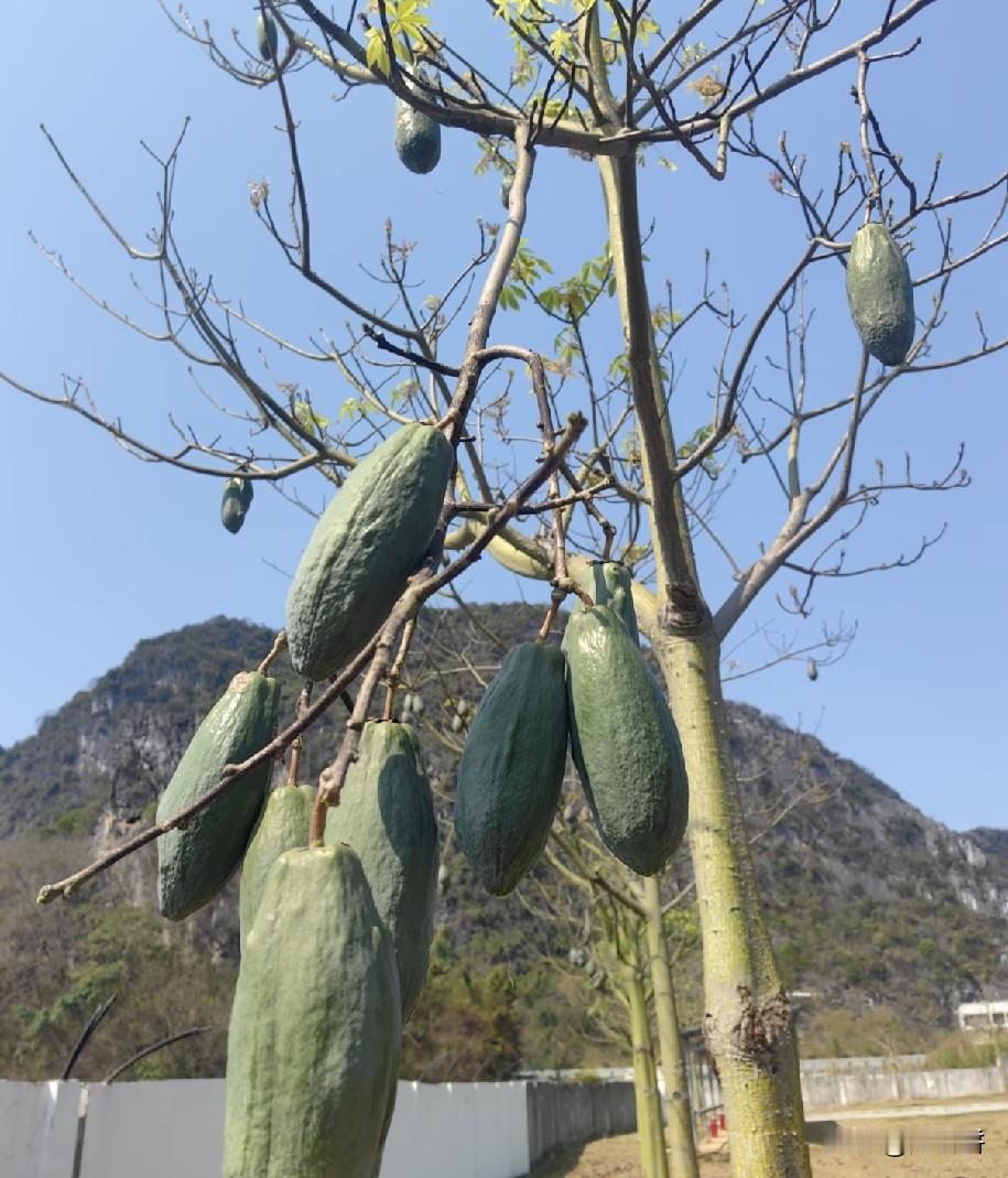 想问一下广西的朋友 这是什么果子啊？