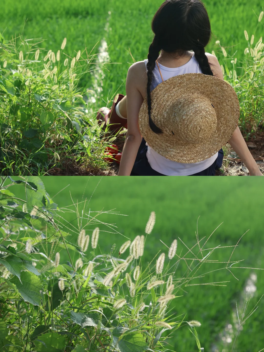 夏日稻田🌾电影感拍照📸