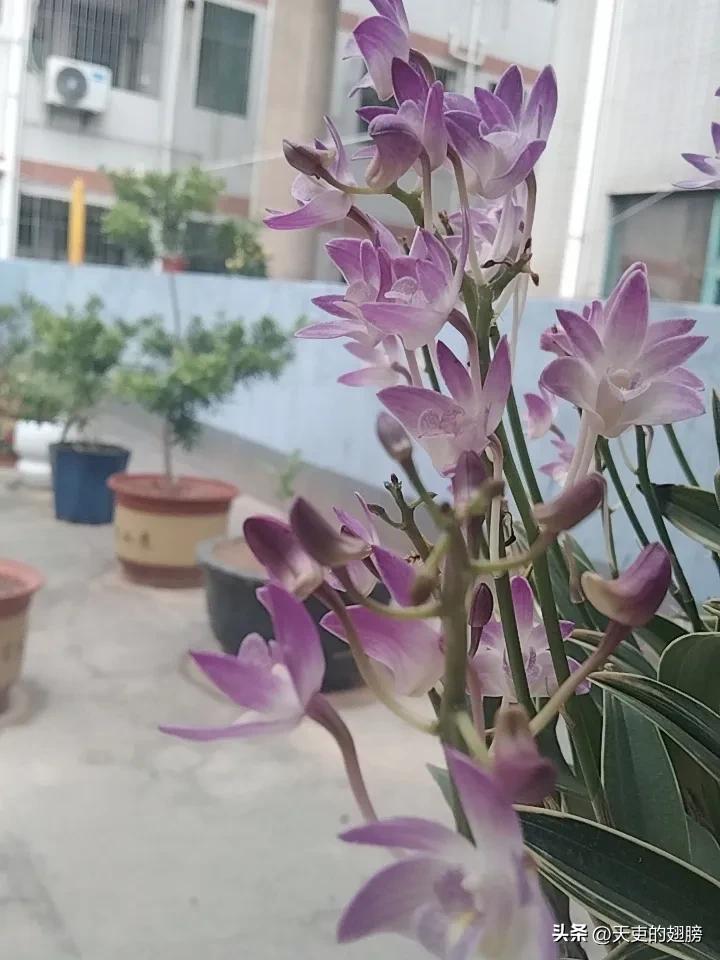 发一张你相册最近拍的花