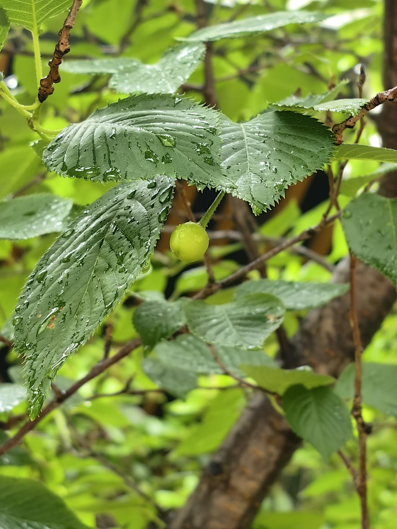 今日分享随手拍照片我一直特别好奇，樱花树结的果子是不是樱桃？