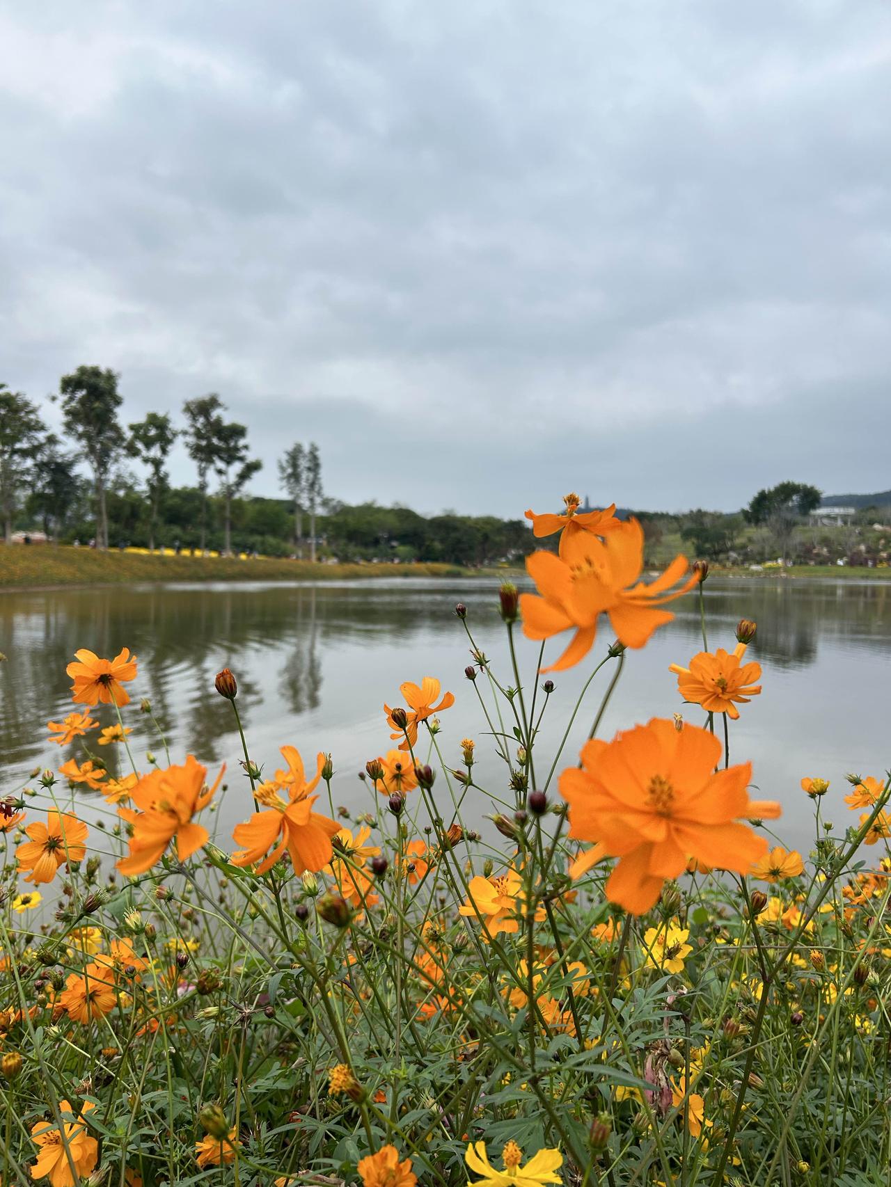 晒图笔记大赛去山上晚安，这种菊花真的很好看很上镜