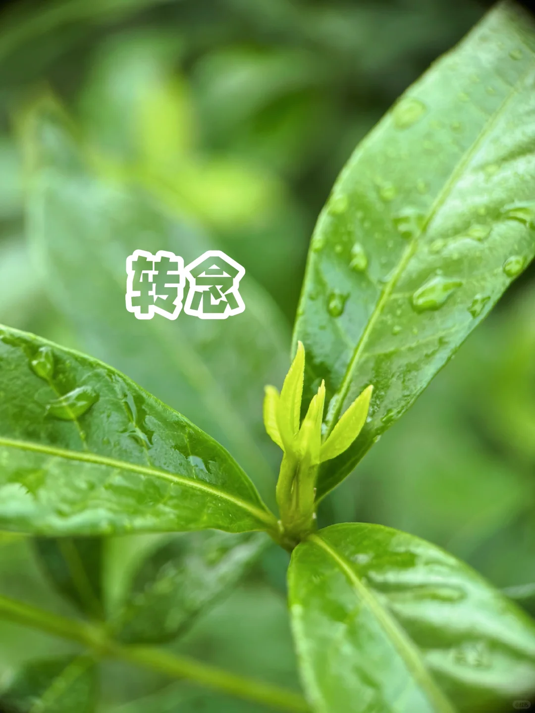 厉害的人，其实就是一场念头和念头的较量