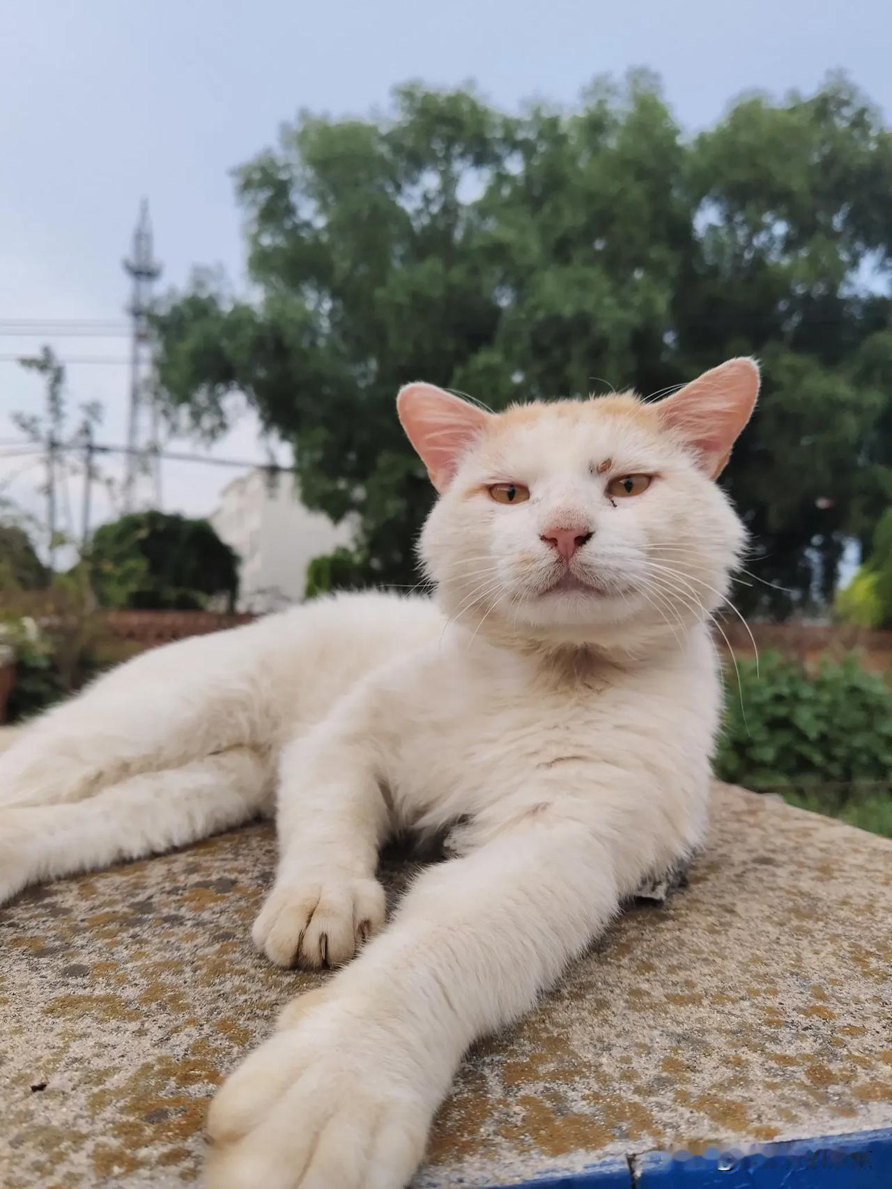 为猫求名[作揖]
它🐱是农村老家的猫，一直没有名字，大家给起个名字～
性别:男