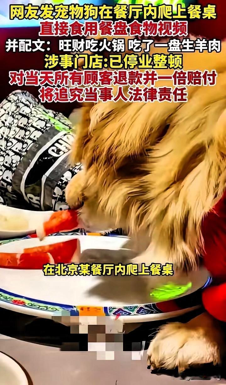 一盘羊肉坑惨一家店！北京这女子带狗涮火锅，看着狗跳上桌吞掉整盘生羊肉卷，居然还笑