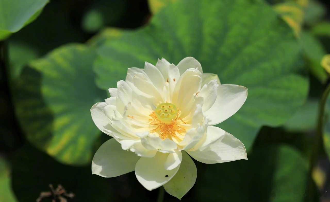 明天就是除夕了。每年，过了除夕，各地卫健委和各大医院的公众号就会开始宣传医护值班