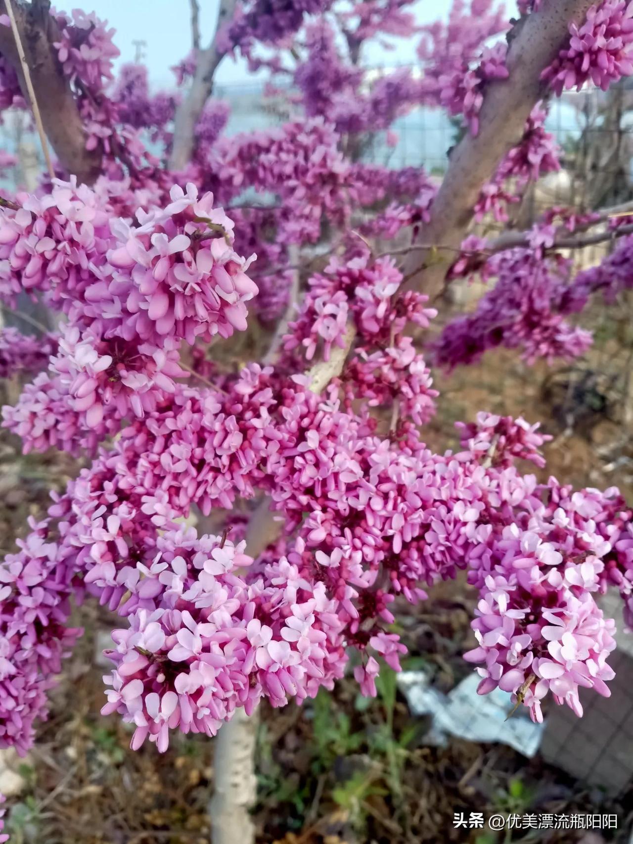 🌸三月再见！[呲牙]
四月你好，
但愿所有的耕耘，都有收获满满；
但愿所有的奔