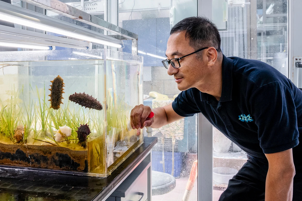 海参不光能吃，还能净化海洋。中科院海洋研究所海洋牧场工程实验室，“养殖海参修复海
