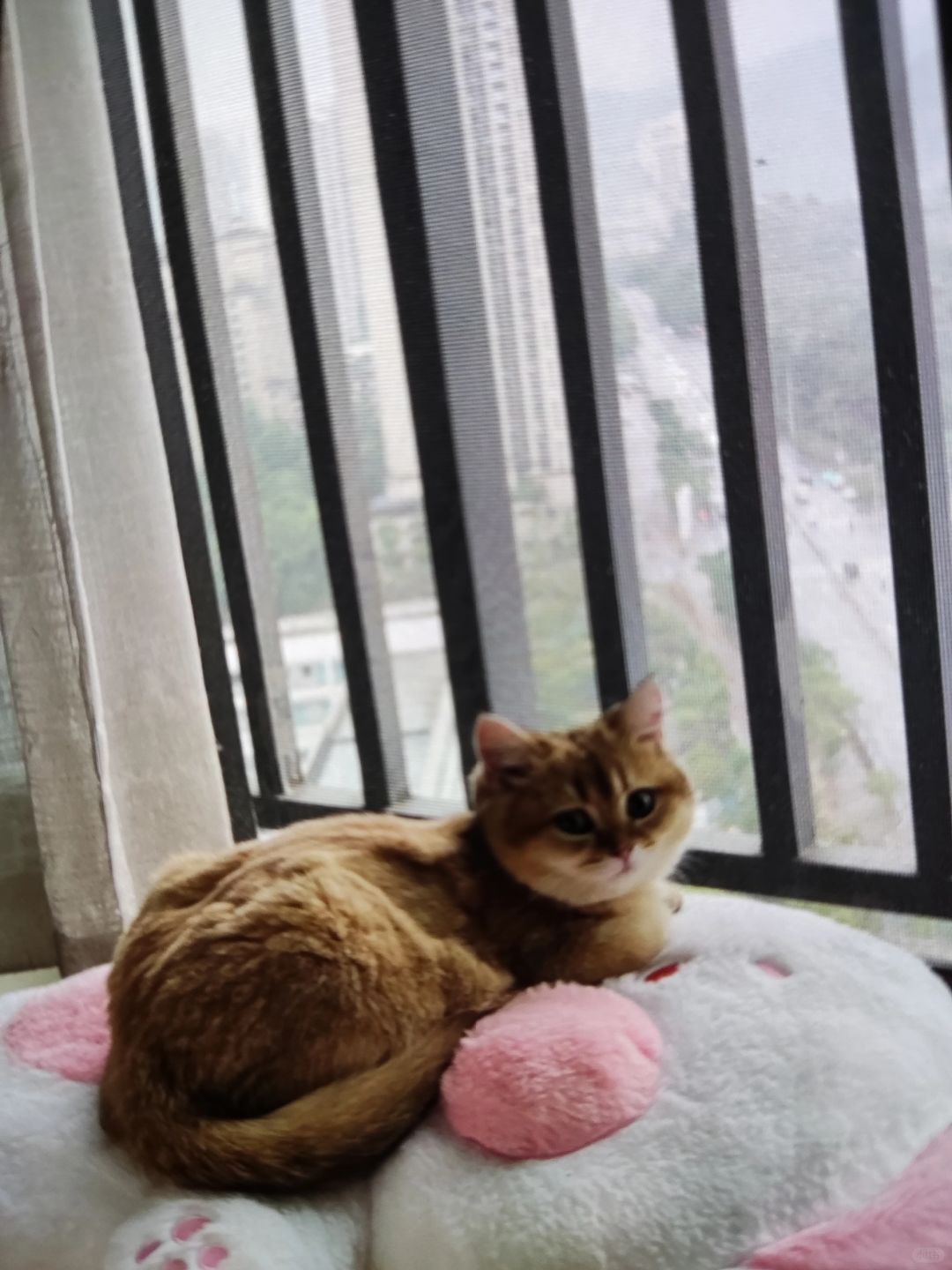 猫咪真可爱