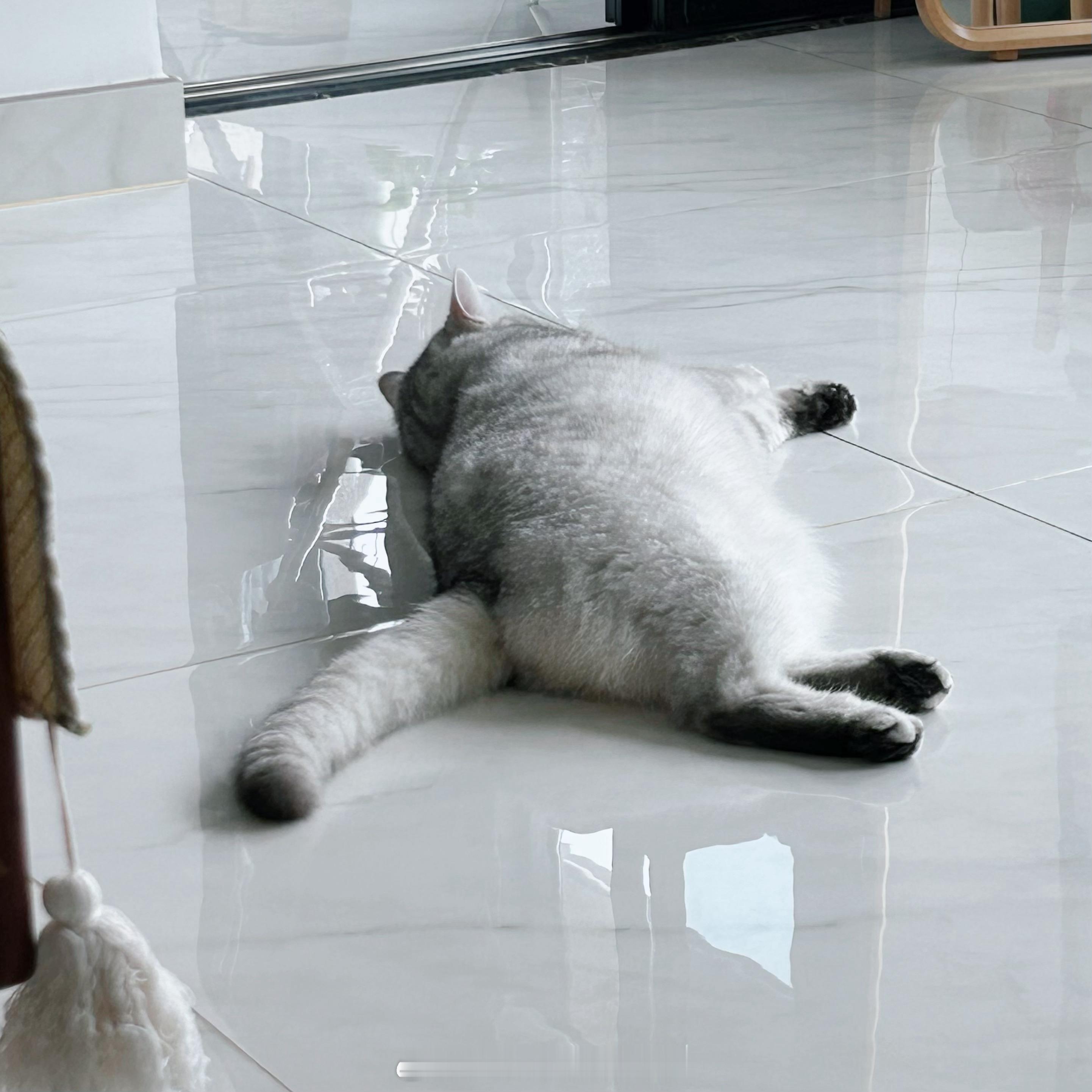 今日小猪[电影特技狂人]#喵趣横生# ​​​