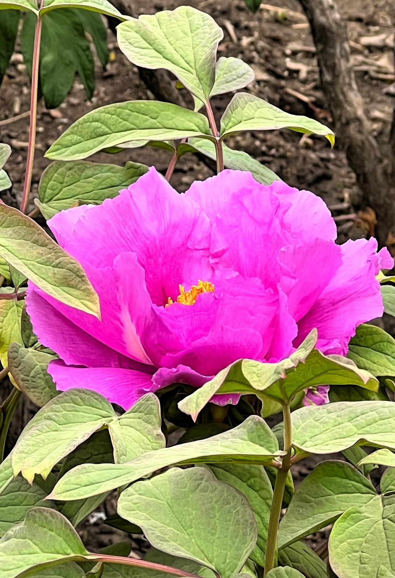 春日赏花：粉嫩娇美的牡丹花，绽放在绿叶中，花团似锦，美不胜收！晒图笔记大赛