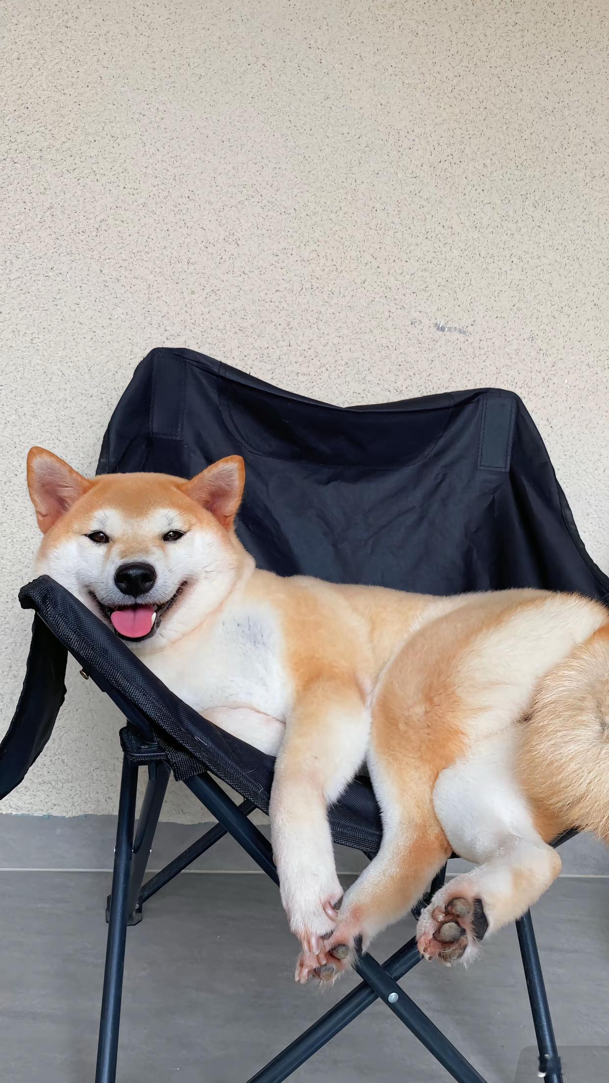 偶遇各种可爱小狗૮・ᴥ - ა ​​​