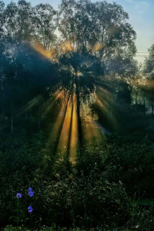 夜里攒下的愁绪

就随夜色一同散去。

放下昨夜的纠结与心事，

揣着温柔与热爱