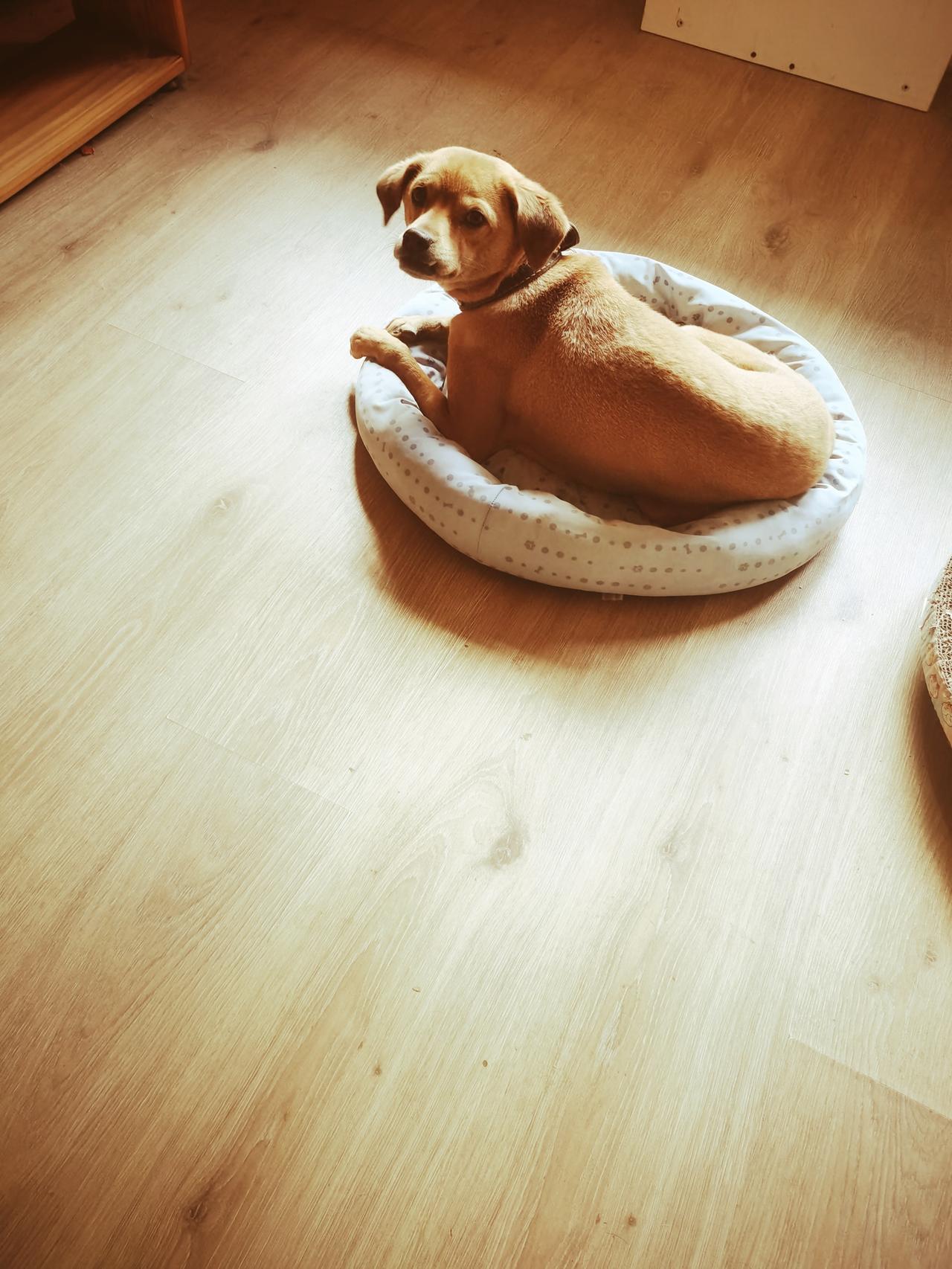 你家狗狗是不是这样的？

一犯错误，就往狗窝里跑。

 进了窝我就拿它没办法了，