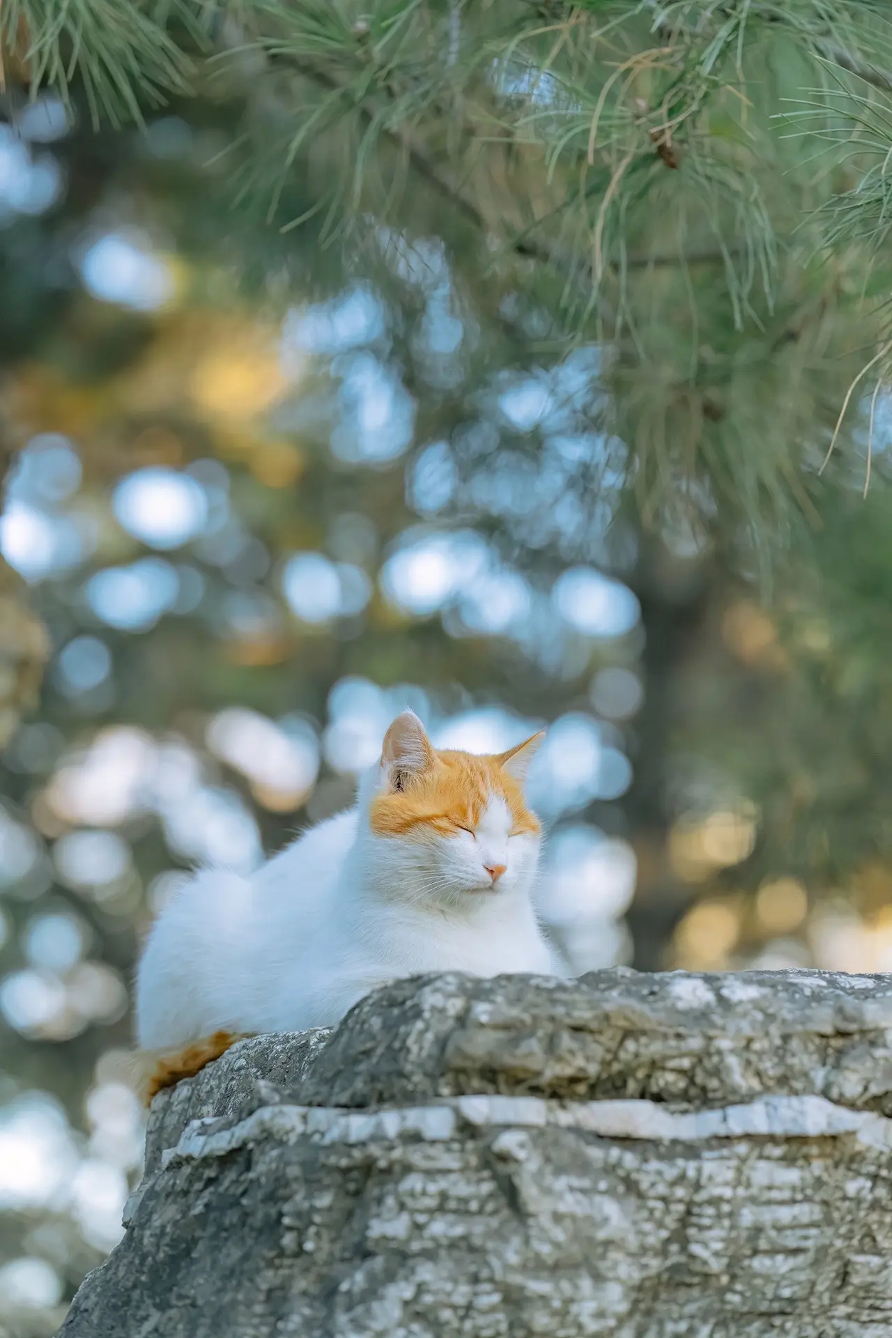 我的猫咪佳作，大数据请推送给爱猫的朋友。又来补猫猫壁纸系列啦，作品都选...