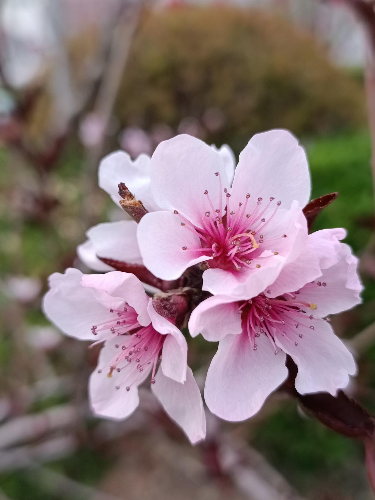 花开皆为春
花落谁入心
莫问前后因
缘聚缘散牵