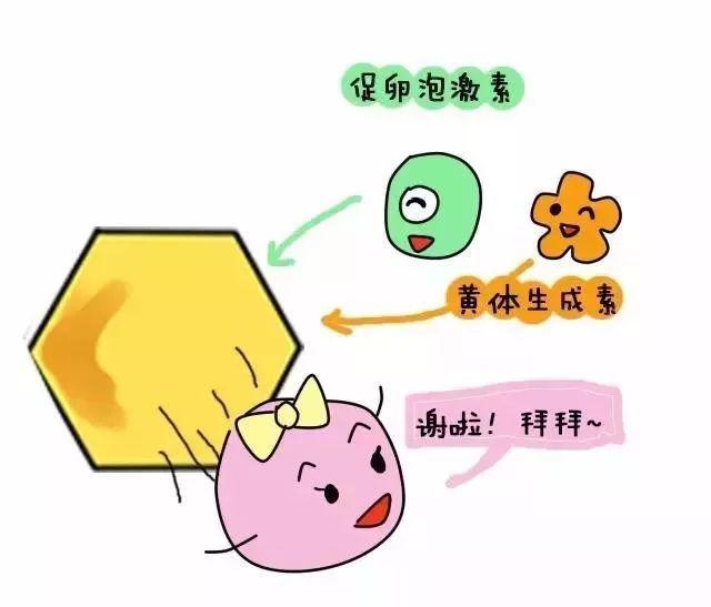 #健康真探社#【月经有这些情况，一定要做性激素六项检查！】相信去医院看妇科的女生