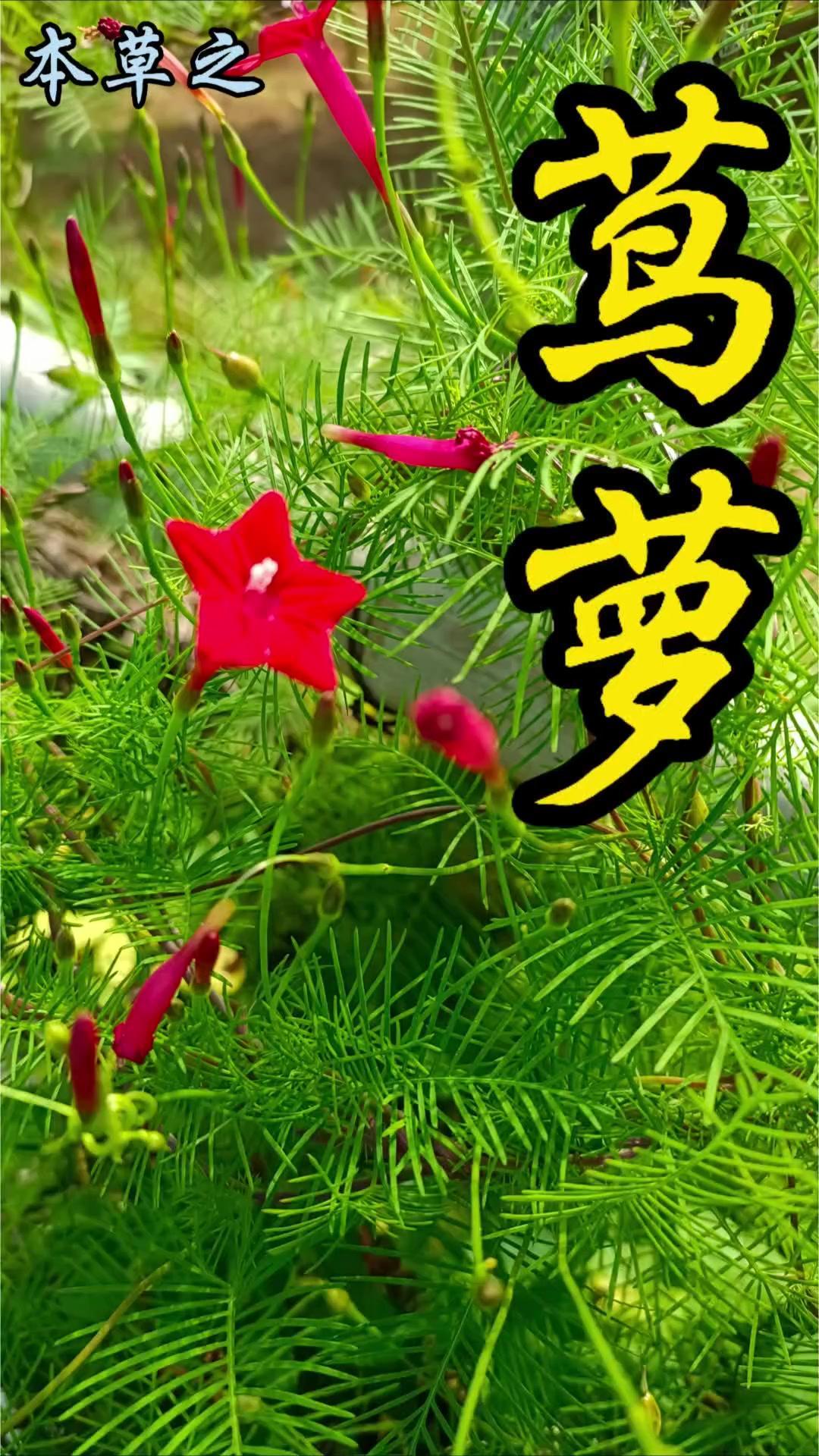 五角星造型的花你见过吗？🌿今天给大家介绍这种花型像五角星，叶片形似羽毛的植物，