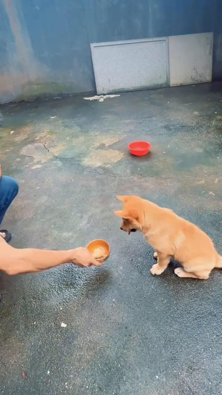 你就到碗里吃，等下我来洗碗。