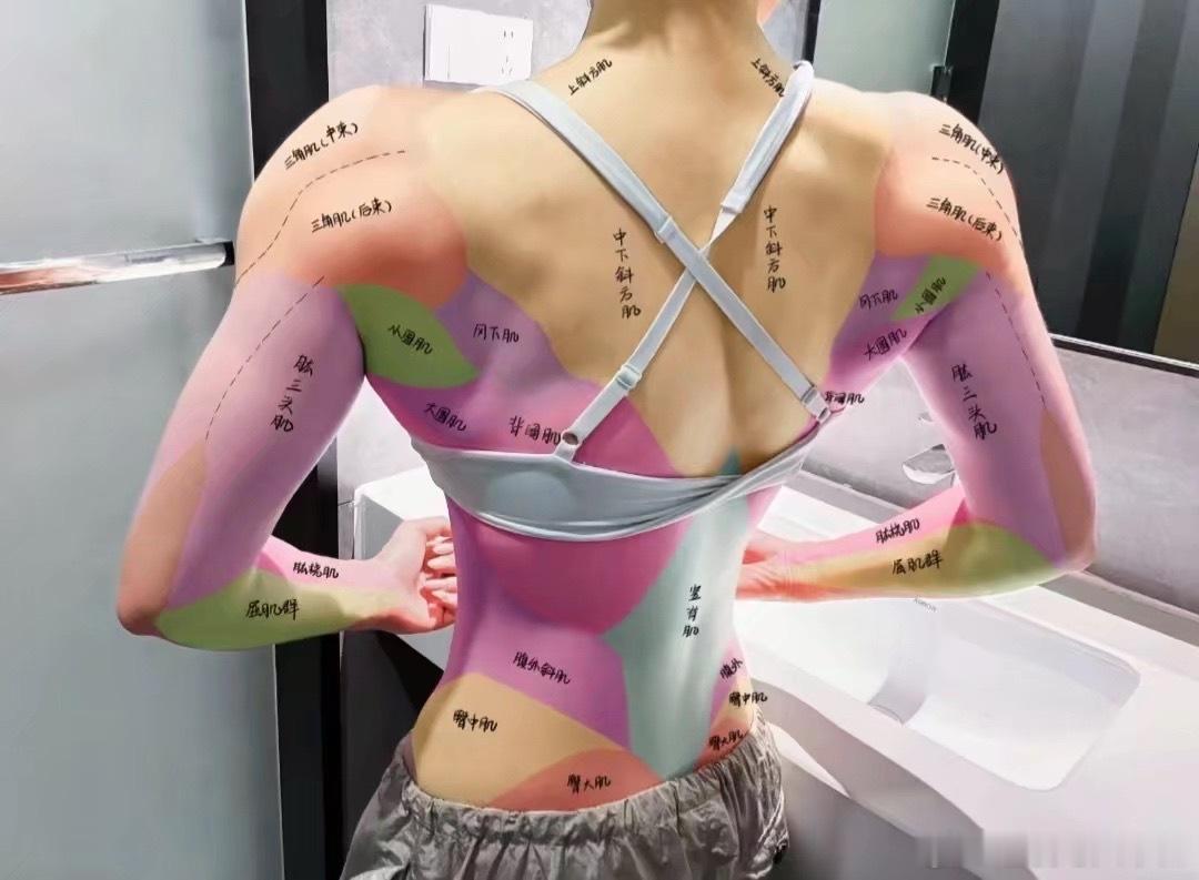 既然如此我们来学肌肉的画法吧 
