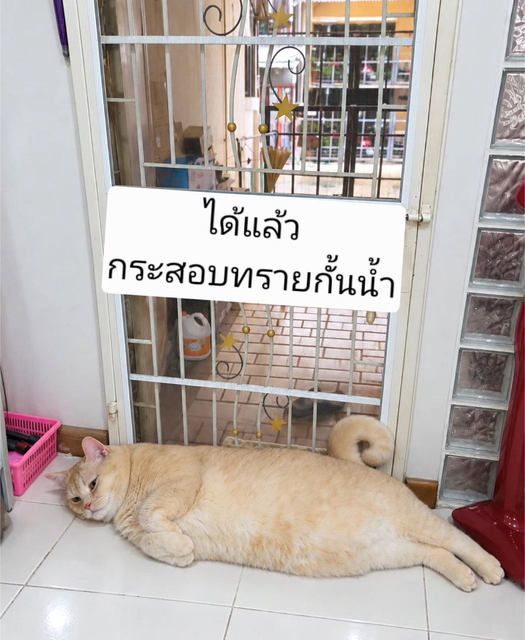 这哪儿是猫啊，明明是猪 ​​​
