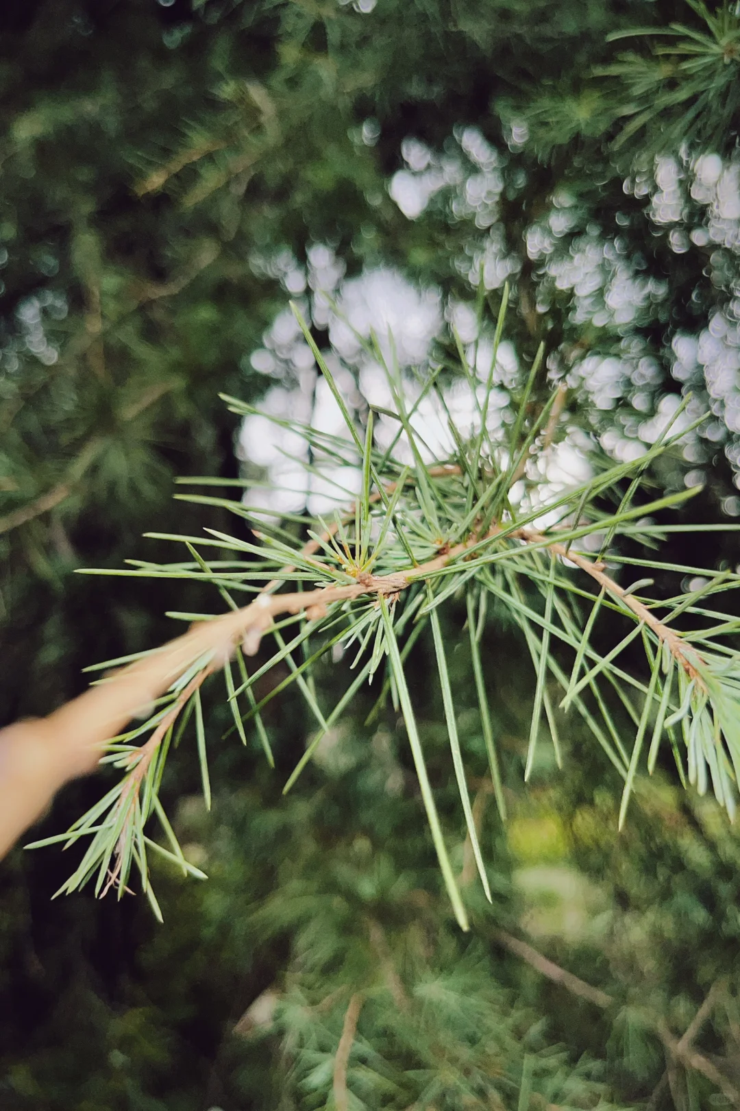 打入植物内部