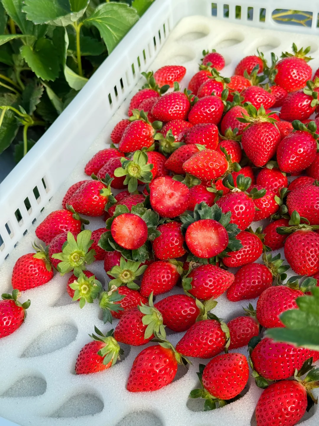 论颜值 论口感 草莓里没有对手，就是有点贵！