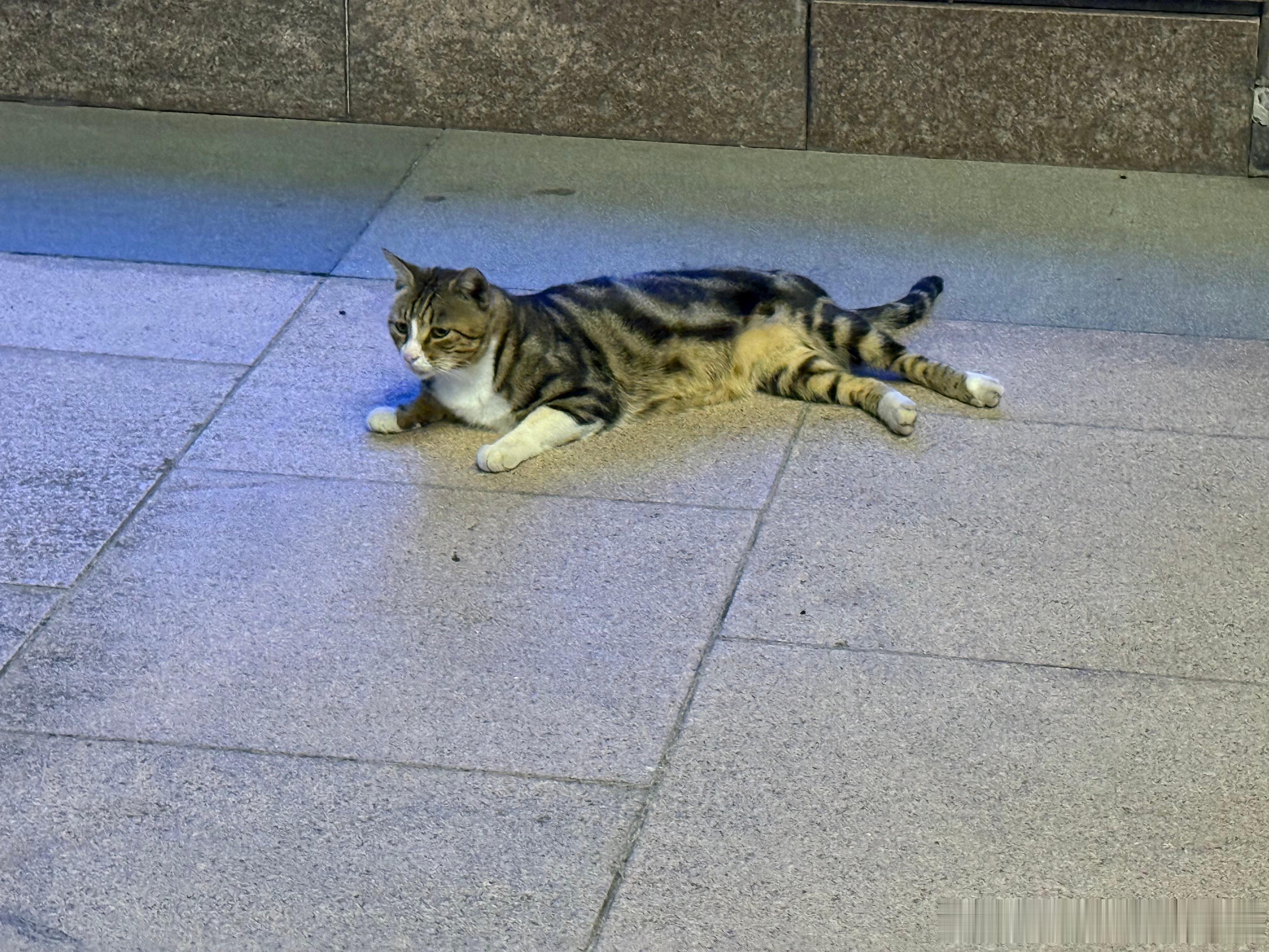 上海流浪猫流浪猫过节前给麦粉们再安排下阿福、阿牛和小奶牛（图一至三），这是昨天晚