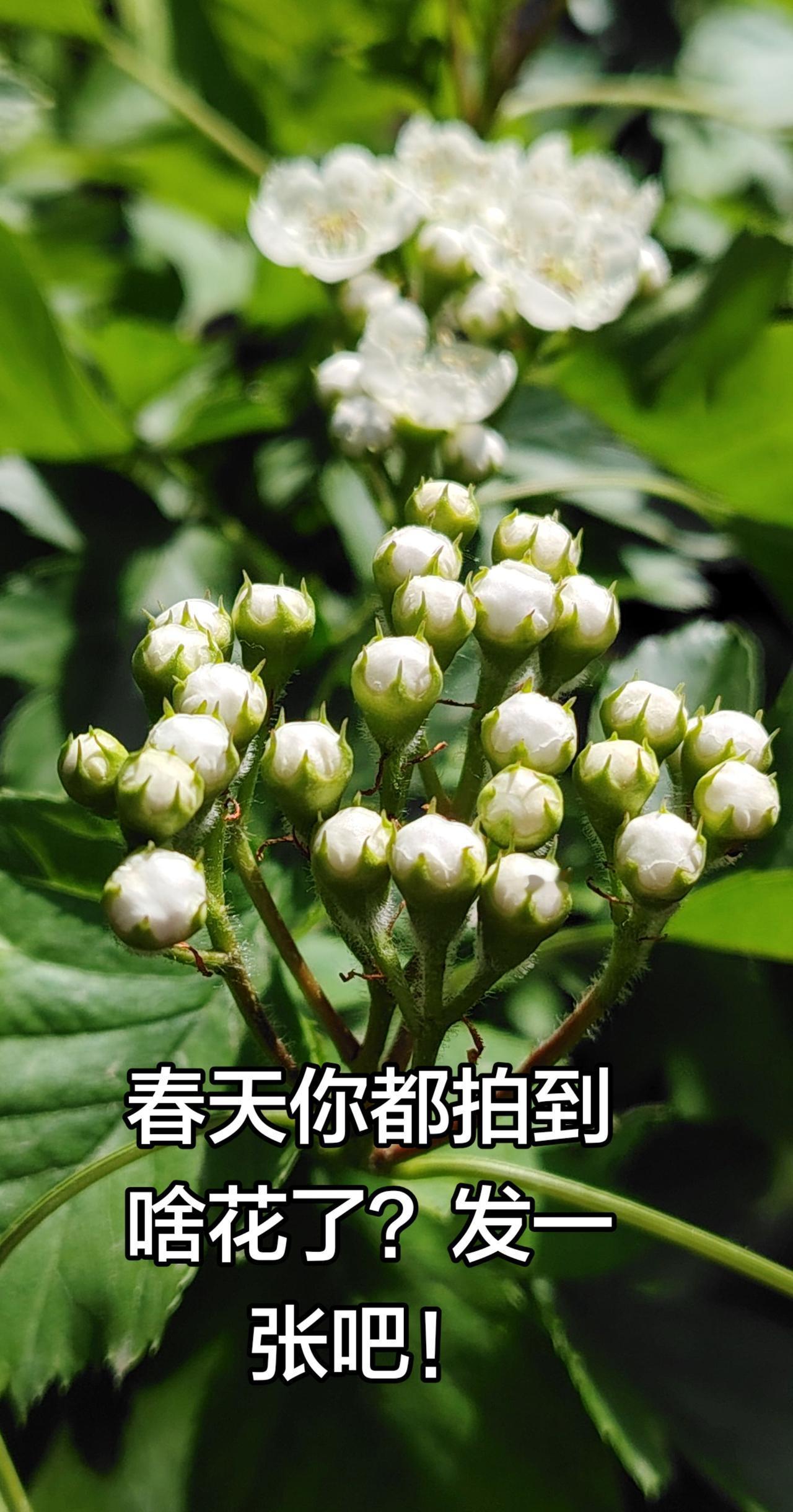 春日之美来自各种花的参展，今日分享山楂树花