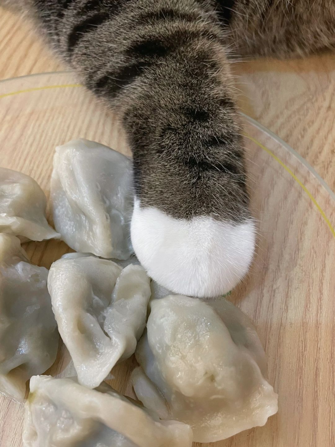 你伸个爪爪过来，是准备给我加餐吗！？