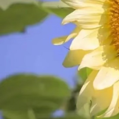 向日葵的种植方法一、播种育苗：向日葵的播种时间一般为春季4月份，当气温稳定在20