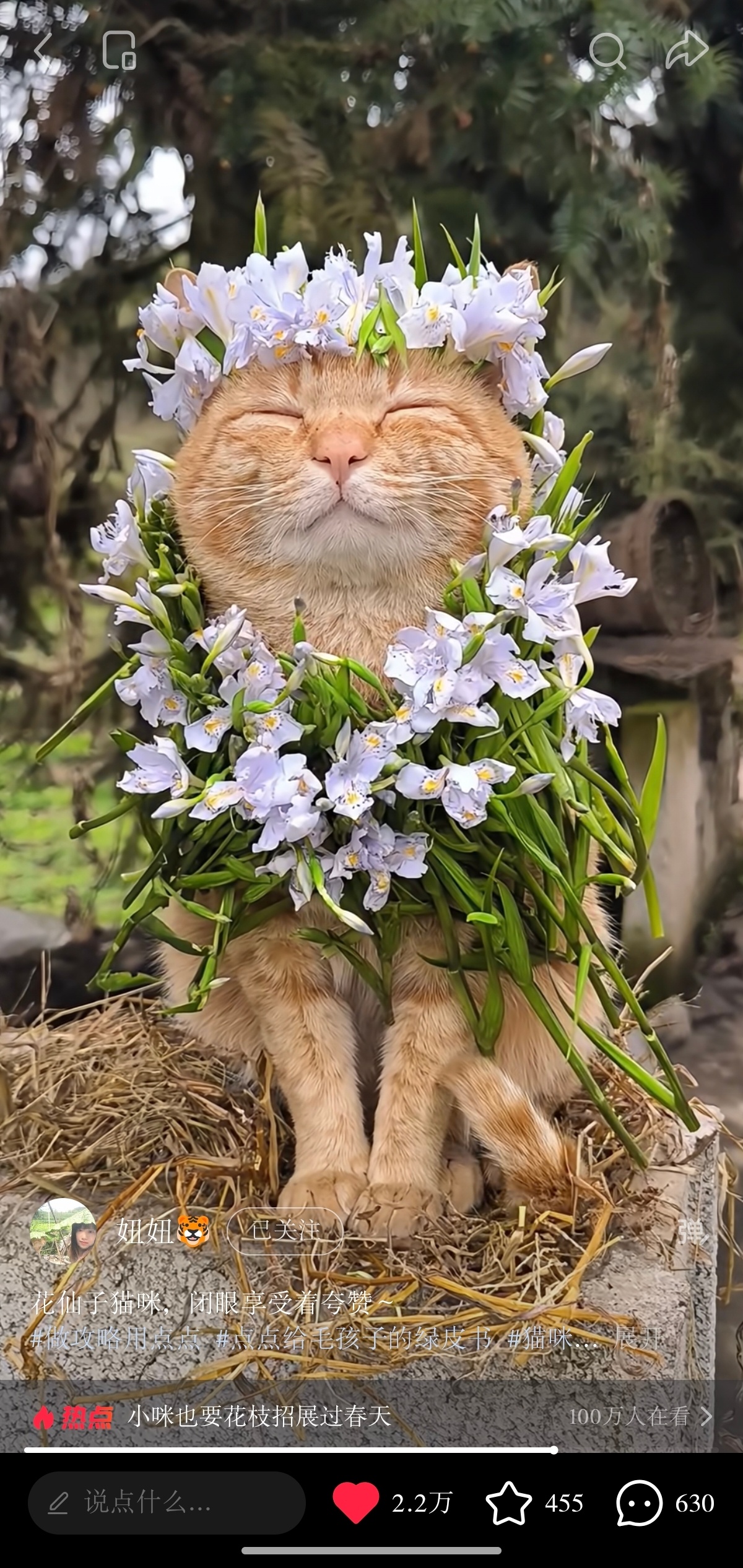 猫塑来袭！感觉桂英就像这只猫猫一样，干点什么事都要在头上戴几支花，和杨宗保见面天