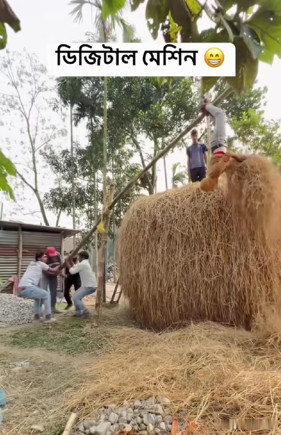 过去打麦场，把麦秸草用木钗挑起一钗一钗麦秸草，堆积摞成一大堆，最后用大桑木钗从上