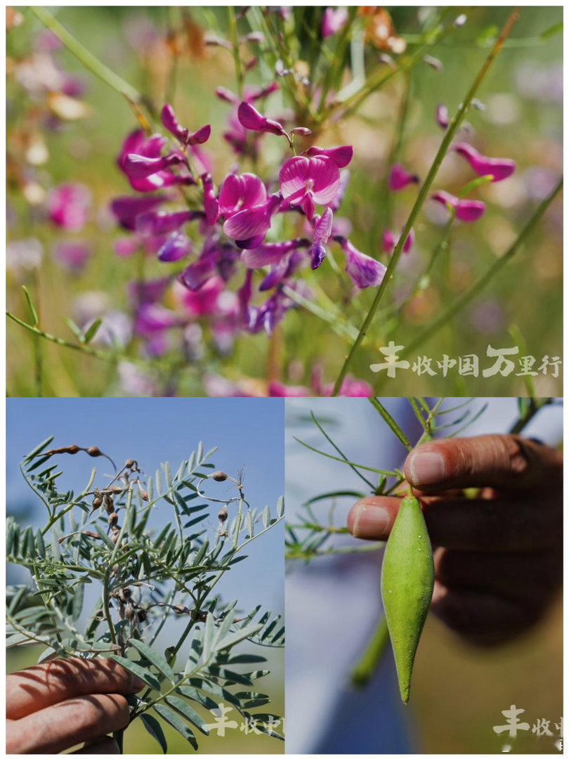 七夕，🎋丰收中国万里行·走进宁夏，探访吴忠·宁夏盐池滩羊产业研究院有限公司 盐